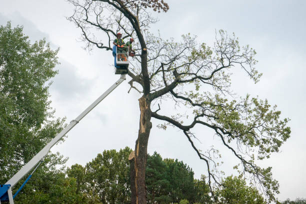 How Our Tree Care Process Works  in  White River Junction, VT