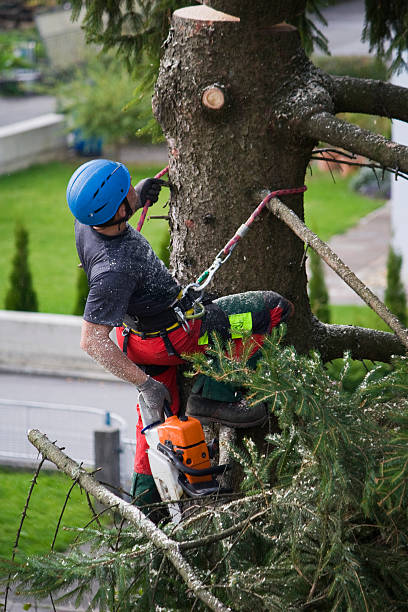 Trusted White River Junction, VT Tree Services Experts